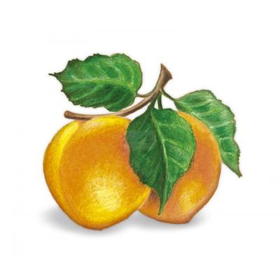 Alma-KAJSZIBARACK 100%-os, rostos natúr gyümölcslé  5 l