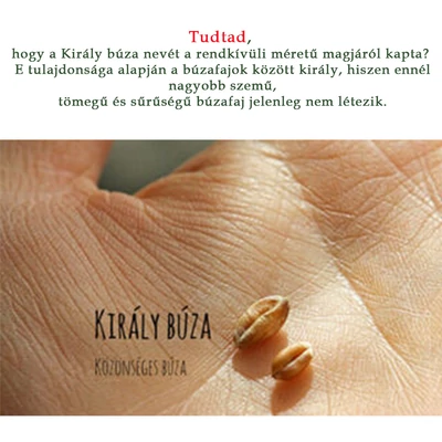 Spájzold Be! Királybúza liszt KBL 120  -  5 kg
